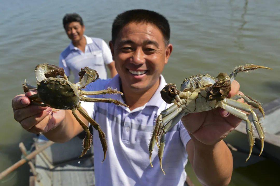五河沱湖螃蟹